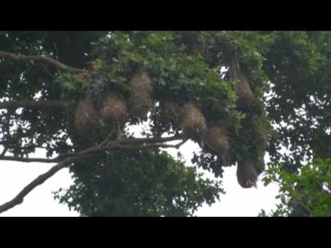 2010-Amazonia-Peru-hanging-nest-river-birds-Oropendolas-01.m4v