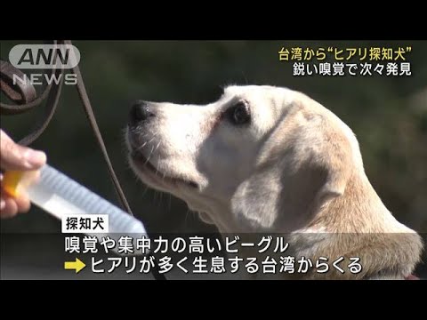 探知犬としての種の探知犬