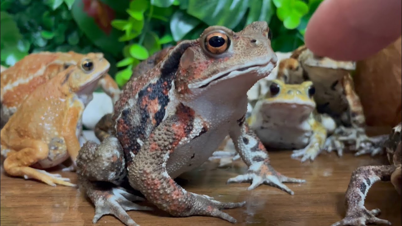 I gave instruction 🐸toad