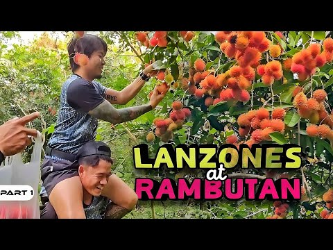 P1-Rambutan at Lanzones - EP1090