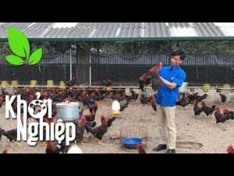 Trại gà thông minh khiến chuyên gia ngỡ ngàng - Khởi nghiệp 370
