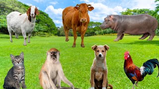 Cute Animal Actions - Monkey, Dog, Parrot, Chicken, Cat, Hippo - Animal Moments
