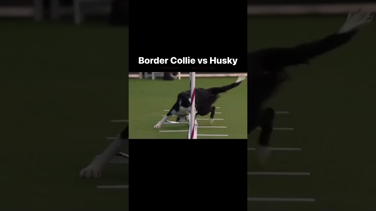 Border Collie vs. Husky Agility Showdown: Who Will Conquer the Course?