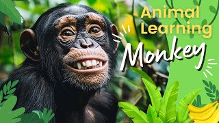 Learning Monkey In The Wild 🐵🍌 | All About Monkeys 🐒 | Monkeys For Kids 🙈 | Monkey Fun Facts 🙉 gameplay video by aliciawalsh@kecg.org, 5:05 duration
