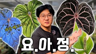 요즘 아름다운 식물 정말 예뻐요