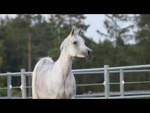 DF Alia by Miad Al Shaqab x DF Aniya by NK Hafid Jamil