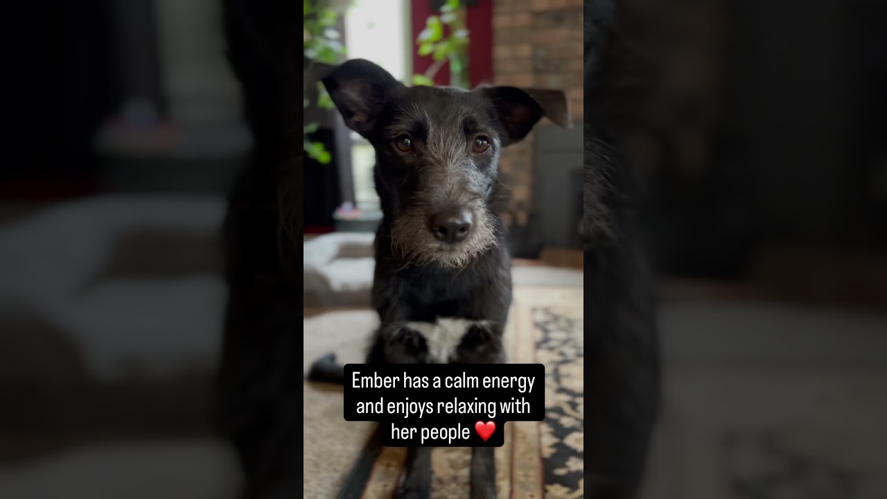 Enlarge Ember, a Adoptable mixed breed in Beaverton , OR video 4/4