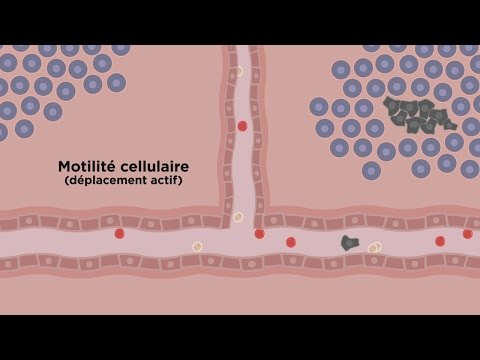 MOOC côté cours : La motilité cellulaire