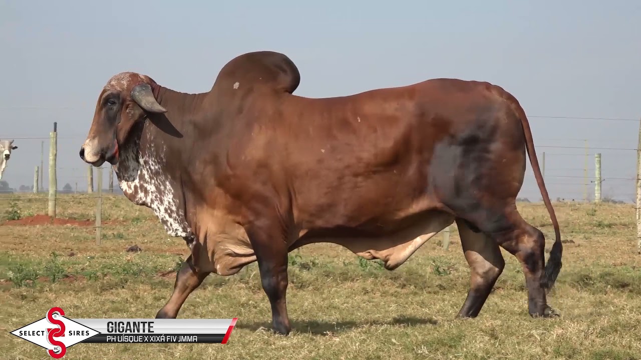 Vídeo GIGANTE FIV JMMA