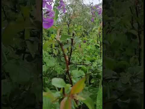 Almanya'da Bahçede Ispanaklı Gözleme Hazırladım 😱🤯🤯🤯🤯