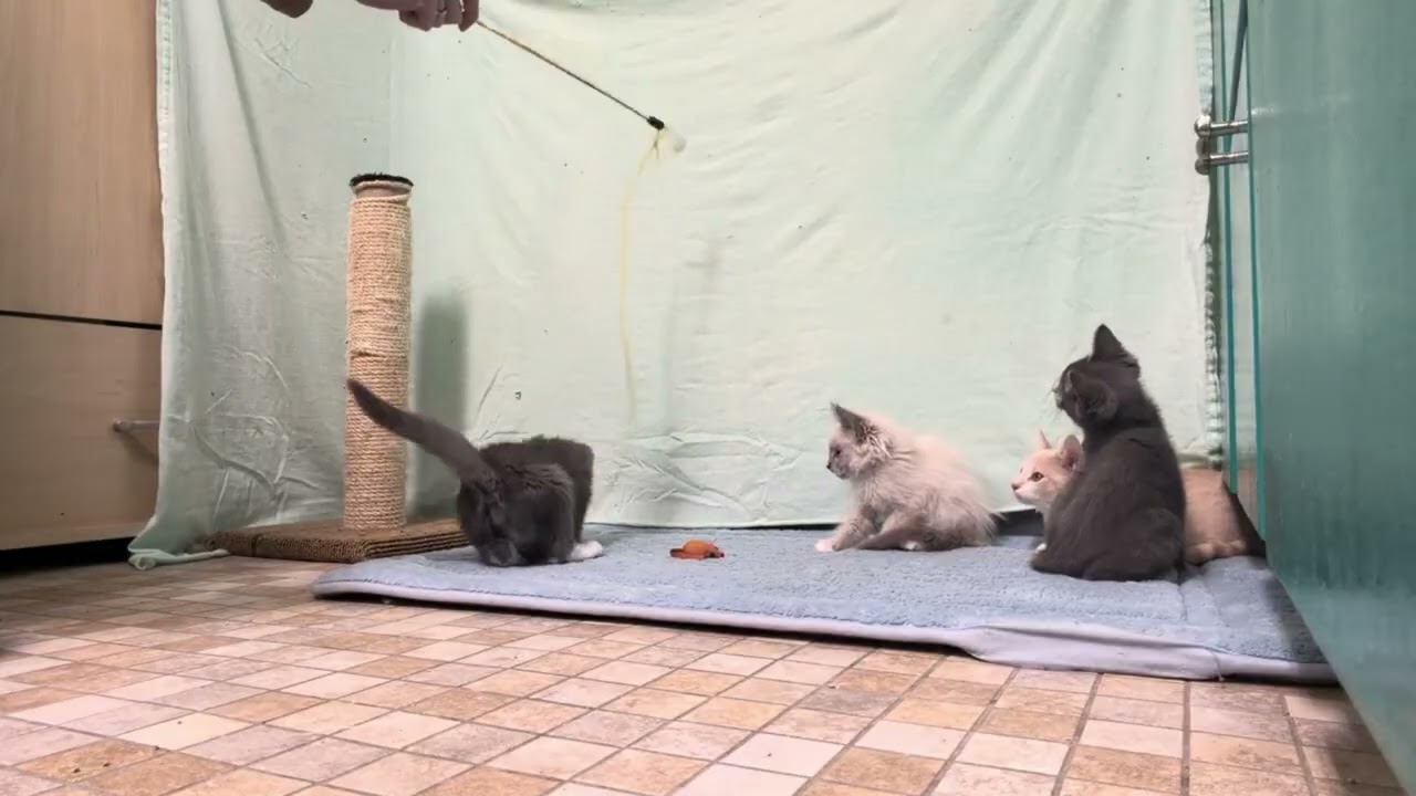 Enlarge Goggles, a Adoptable mixed breed in Republic, WA video 6/6