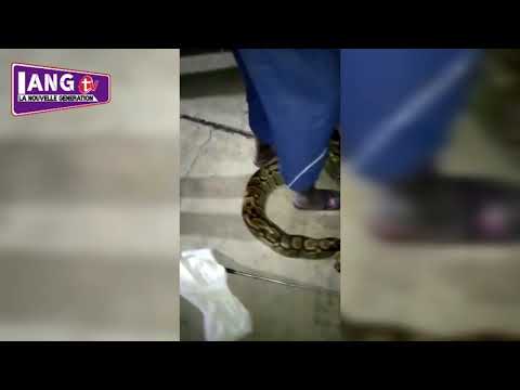 Guédiawaye HLM las palmas: le serpent du terreur vient d'être arrêté