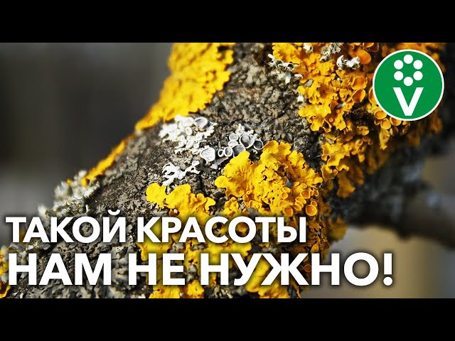 ВЫ НЕ ЗНАЛИ, ЧЕМ ОПАСНЫ ЛИШАЙНИКИ НА ПЛОДОВЫХ ДЕРЕВЬЯХ! Удаляйте СЕЙЧАС ЖЕ!