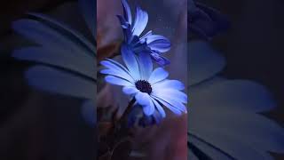 beautiful flower nature status || WhatsApp status Tamil song HD 4K  #flowerhd #statusnature