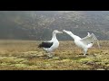 The Mating Dance Of The Wandering Albatross