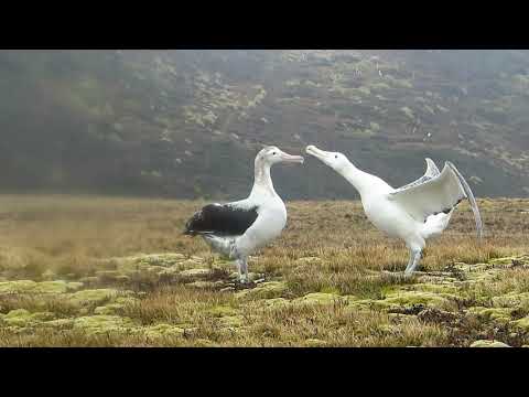Albatros putujúci (Diomedea exulans) — svadobný tanec dvojice