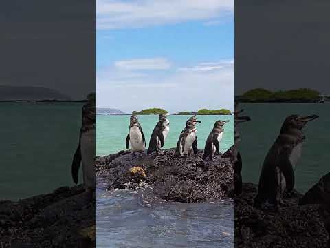 Feb 2024 Penguins Galapagos at Isabela Island