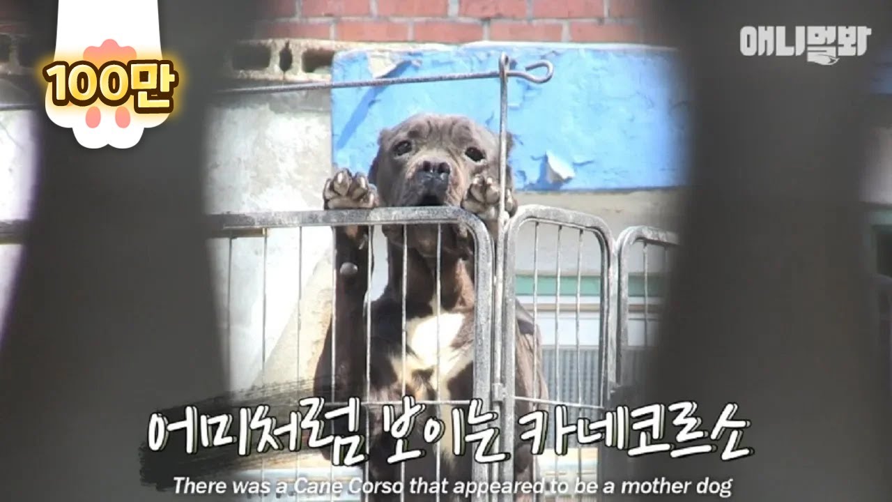 The abandoned Cane Corsos found their owner... but a shocking truth is to be unveiled..