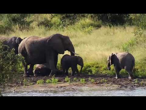 Djuma: Elephant herd with small ones - 15:36 - 04/13/20