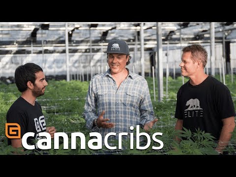 Canna Cribs: E1 - Glass House Greenhouse - Commercial Cannabis Growing Operation in California Video