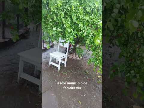 muita chuva Pernambuco passira #fouryou #vidanaroça #sitio #humor #plantas