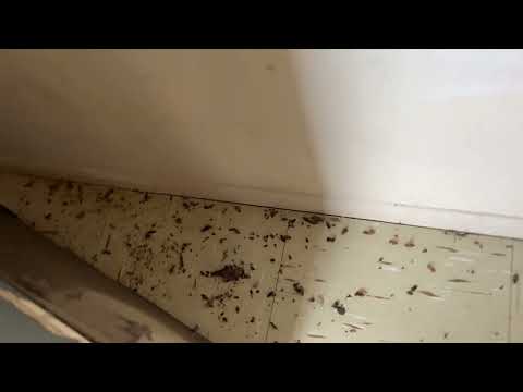 Aftermath of an Effective Cockroach Treatment in Fair Haven, NJ