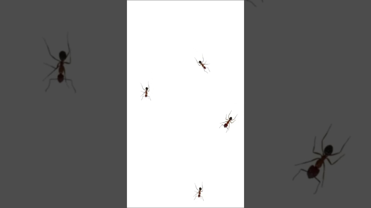 Ants on Screen for Cats. Video for Cats to Watch #shorts
