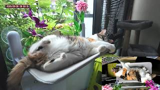 三毛猫フミちゃん  LIVE配信   2026年9月8日　calico cat　(LIVE stream)
