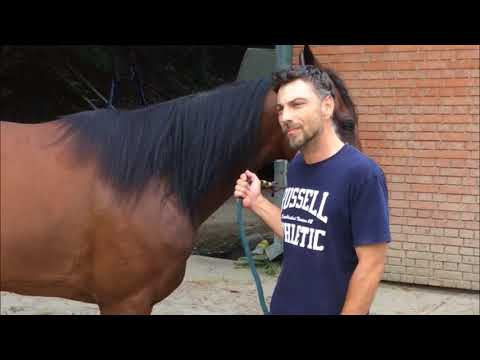 TRECA EPIZODA SERIJALA "NASI DERBISTI SKK"