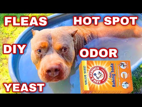 The Baking Soda Dog Bath That Stops Dog Yeast!!