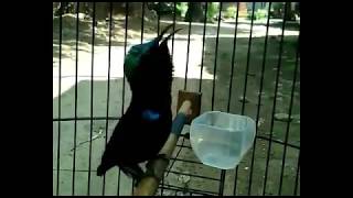 Download lagu Konin rasa love birds mp3