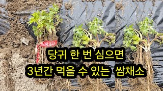 당귀 한 번 심으면 3년간 먹을 수 있는.쌈채소