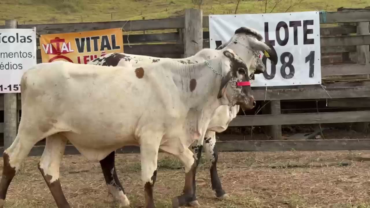 LOTE 81