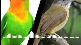 Download lagu Masteran jernih lovebird dan cucak jenggot cocok untuk murai, kacer dan cucak ijo mp3 Download lagu Masteran jernih lovebird dan cucak jenggot cocok untuk murai, kacer dan cucak ijo mp3