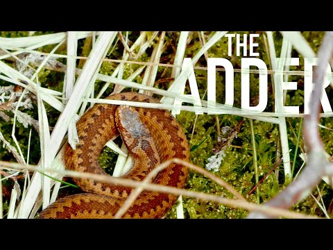 The Adder - Finding the UK’s only Venomous Snakes in Yorkshire