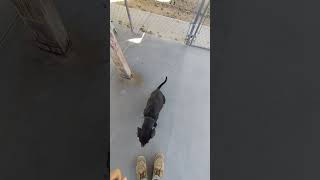 Video preview image #1 Beagle-Unknown Mix Puppy For Sale in Apple Valley, CA, USA