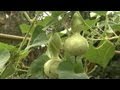 How to Plant Gourds | At Home With P. Allen Smith