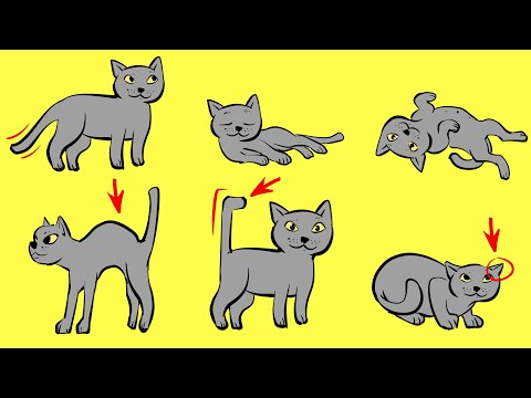 Your Cat's Body Language Finally Explained