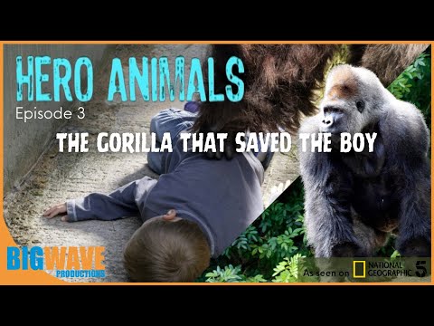 Hero Animals- The gorilla that saved the boy