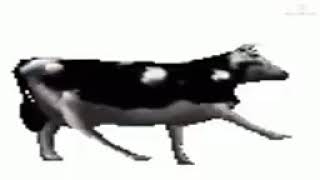 Cover art for dancing polish cow