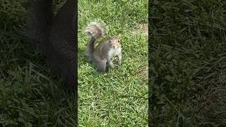funny squirrel in NY #newyork #ニューヨーク #squirrel #リス #癒し #かわいい動物 #cuteanimals #wildlife