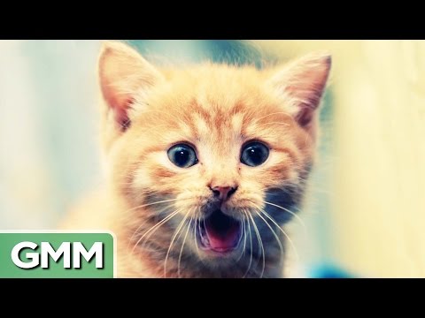 Learn to Speak Cat - YouTube