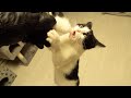 Greedy Cats Attack Rabbit Tail