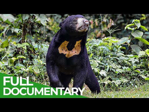 Wildlife Instincts: The Moon Bear