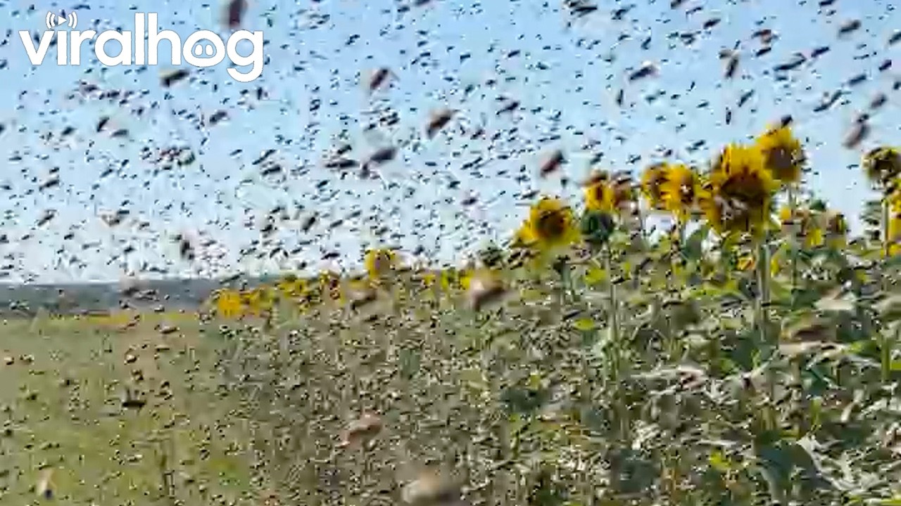 Bee Swarm Searches for New Home || ViralHog