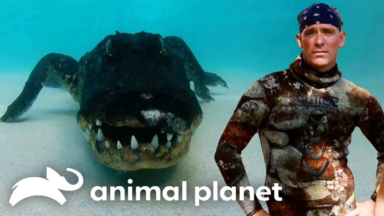 Pool Party | Gator Boys | Animal Planet