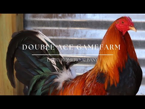 Larry Romero Albany - DOUBLE ACE GAMEFARM