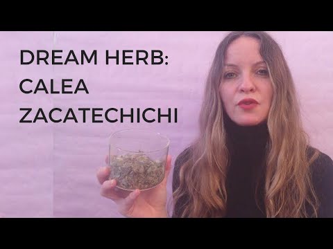 Dream Herb:  Calea Zacatechichi