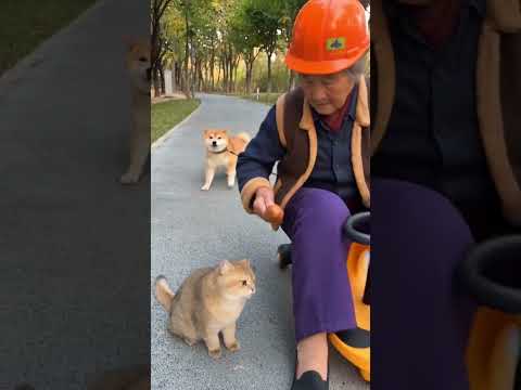 小狗狗有什麼錯 #狗狗 #萌寵出道計劃 #奶奶 #貓咪 #奶奶愛你