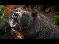 Bear Sounds With Snarling And Growling For 8 Hours